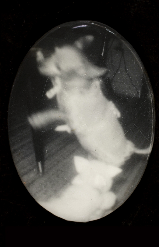 Historische Fotoreferenz: Katze jagt Hund