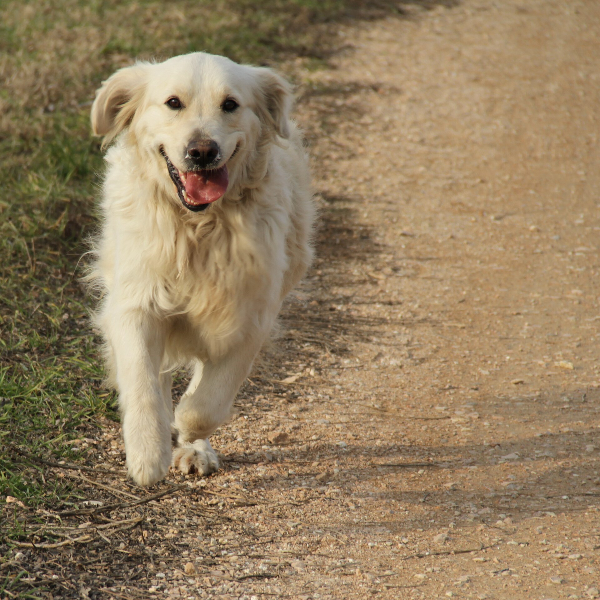 Golden Retriever läuft auf einem Feldweg