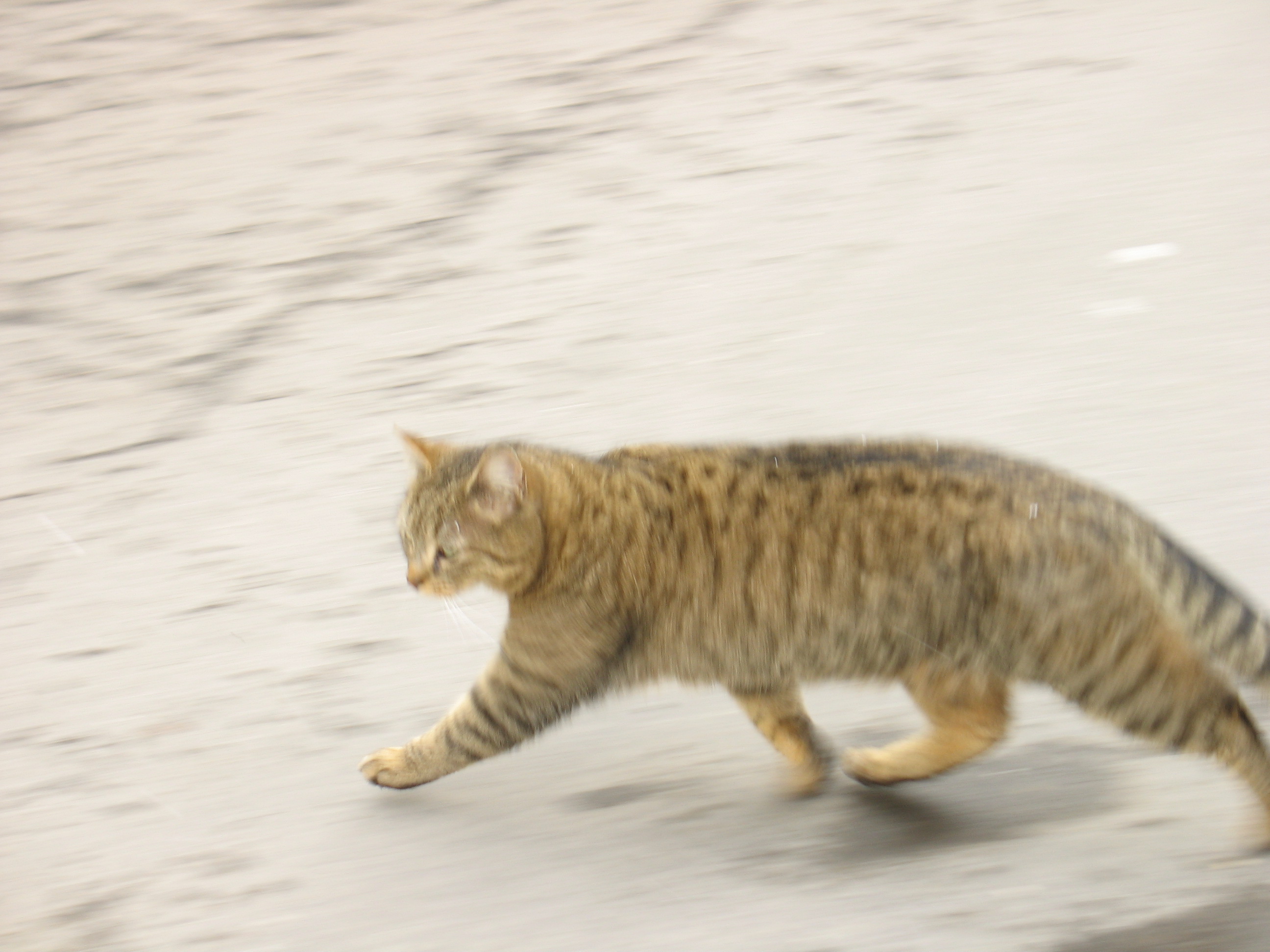 Rennende Tabby-Katze